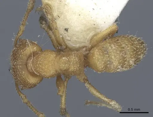 Mystrium camillae - CASENT0916795