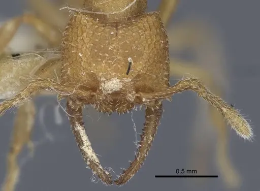 Mystrium camillae - CASENT0916795