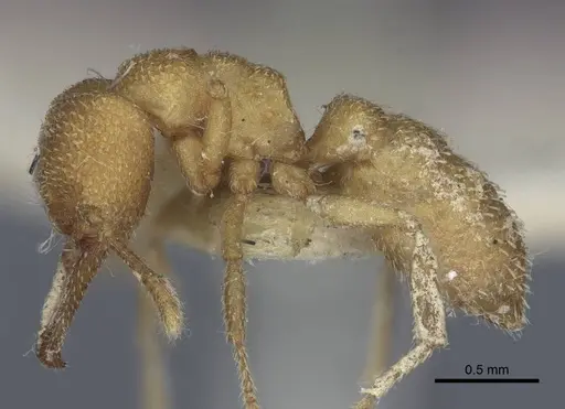 Mystrium camillae - CASENT0916795