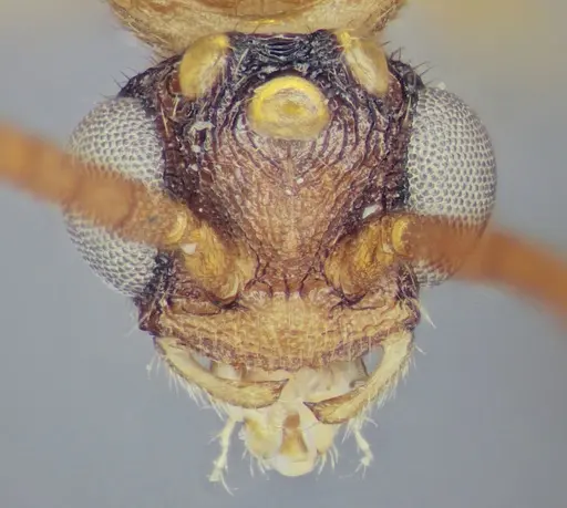 Mystrium camillae - UFV-LABECOL-009363