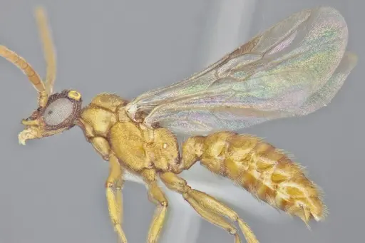 Mystrium camillae - UFV-LABECOL-009363