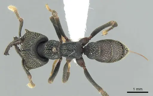 Mystrium eques specimen