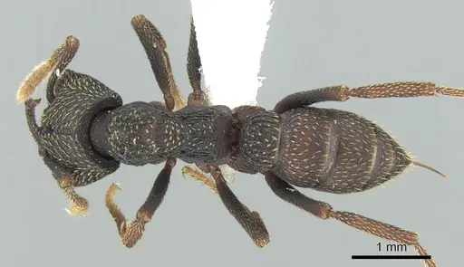 Mystrium eques - CASENT0317391