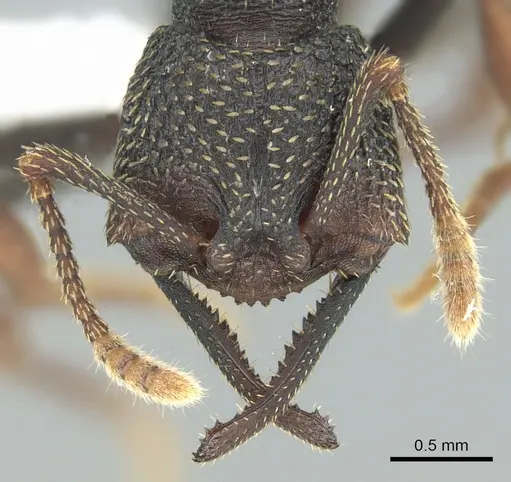 Mystrium eques - CASENT0317391