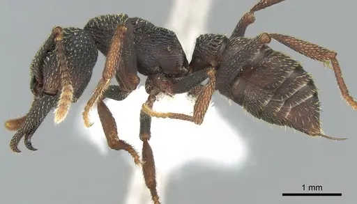 Mystrium eques - CASENT0317391