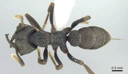 Mystrium eques - CASENT0317392