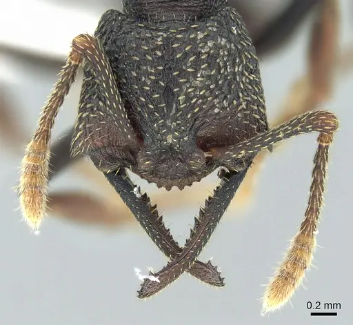 Mystrium eques - CASENT0317392