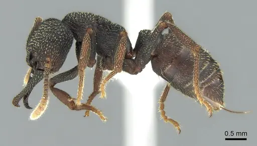 Mystrium eques - CASENT0317392