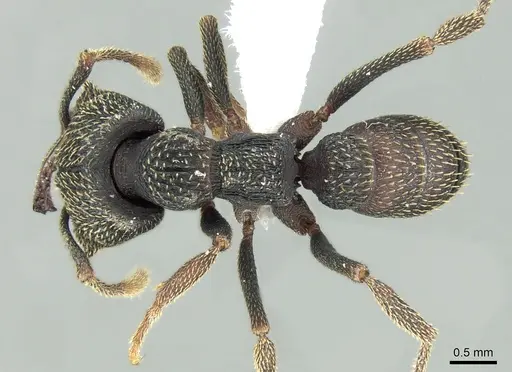 Mystrium eques - CASENT0317393