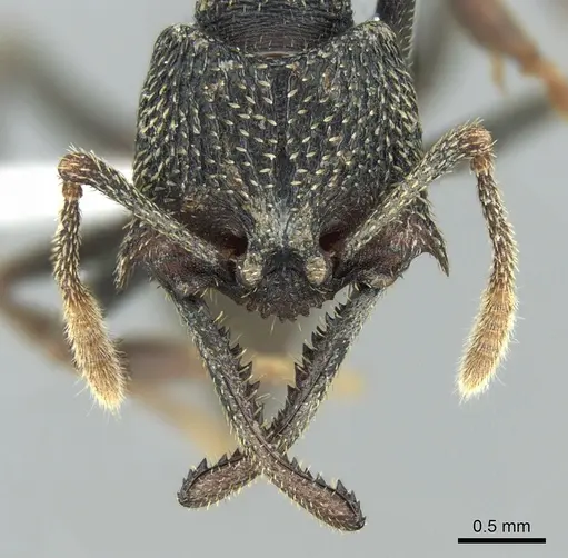 Mystrium eques - CASENT0317393