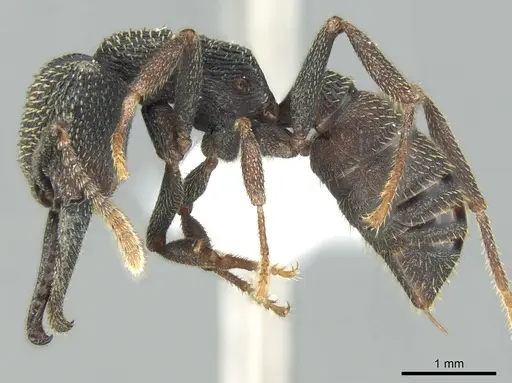 Mystrium eques - CASENT0317393