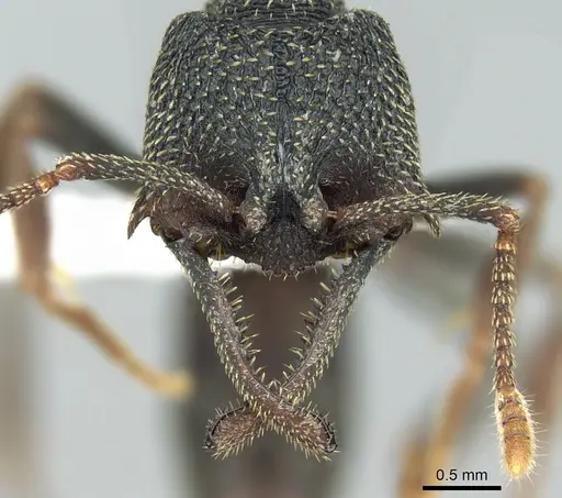 Mystrium eques - CASENT0317394