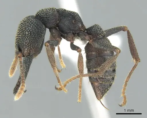 Mystrium eques - CASENT0317394