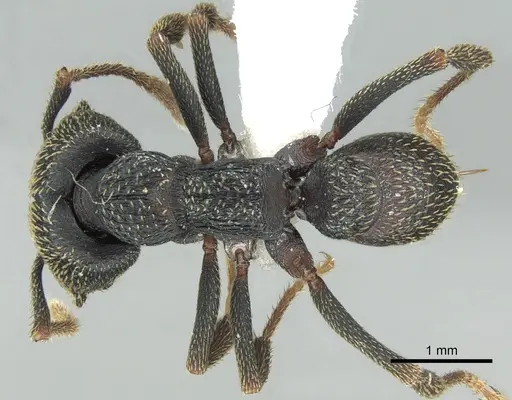 Mystrium eques - CASENT0317395