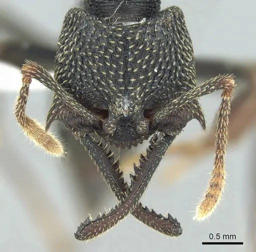 Mystrium eques - CASENT0317395