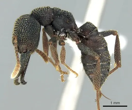 Mystrium eques - CASENT0317395