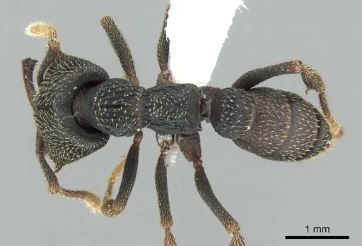 Mystrium eques - CASENT0317396