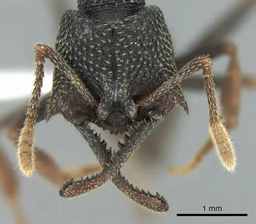 Mystrium eques - CASENT0317396