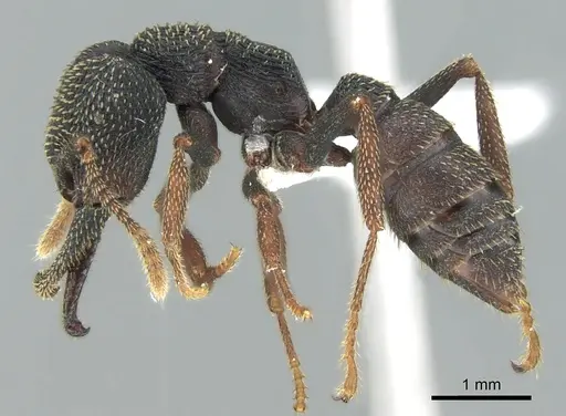 Mystrium eques - CASENT0317396