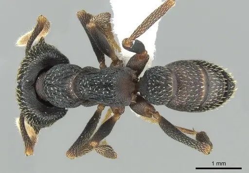 Mystrium eques - CASENT0317397