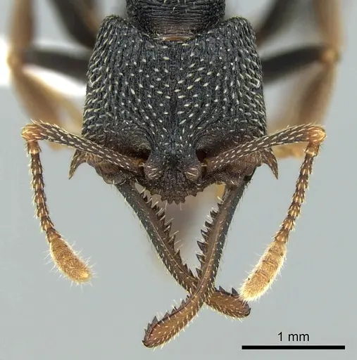 Mystrium eques - CASENT0317397