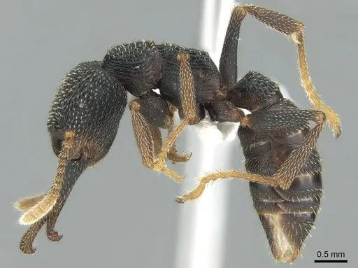 Mystrium eques - CASENT0317397