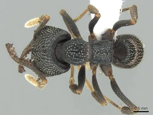 Mystrium eques - CASENT0317398