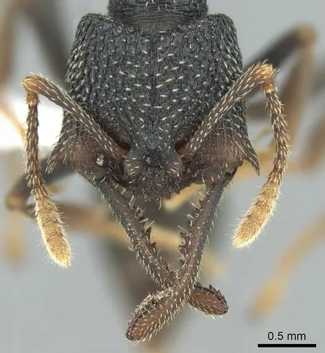 Mystrium eques - CASENT0317398