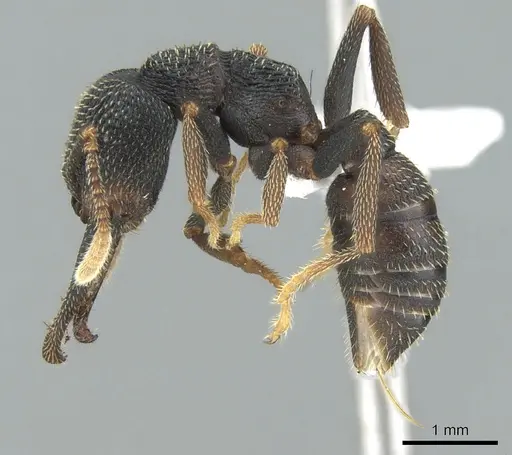 Mystrium eques - CASENT0317398