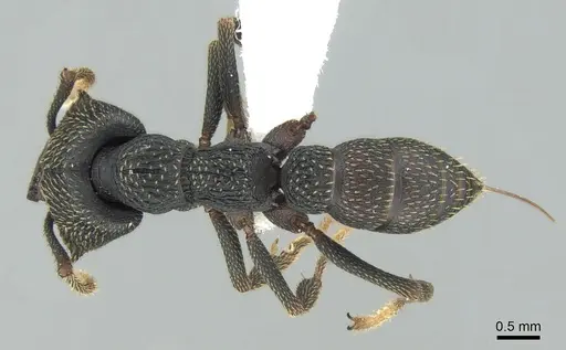 Mystrium eques - CASENT0317399