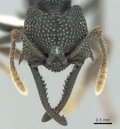 Mystrium eques - CASENT0317399