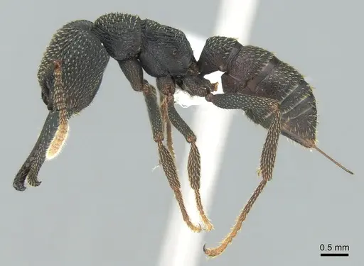 Mystrium eques - CASENT0317399