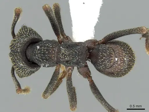 Mystrium eques - CASENT0418311