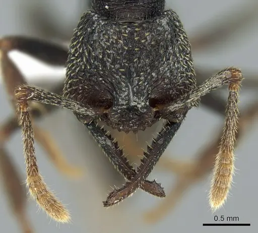 Mystrium eques - CASENT0418311