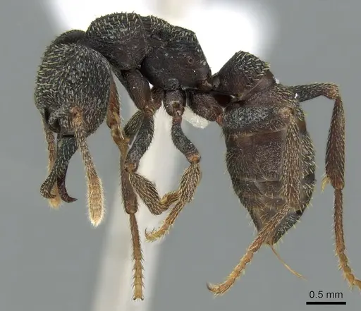 Mystrium eques - CASENT0418311