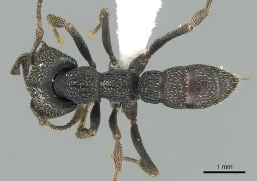 Mystrium eques - CASENT0418312