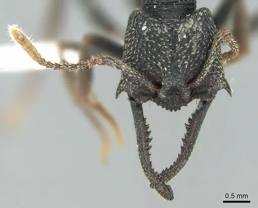 Mystrium eques - CASENT0418312