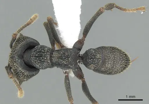 Mystrium eques - CASENT0418313