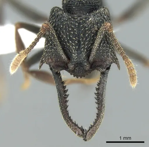 Mystrium eques - CASENT0418313