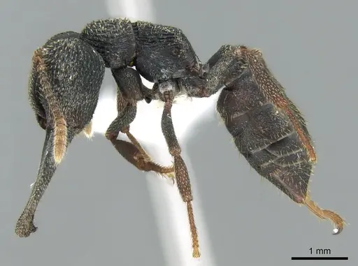 Mystrium eques - CASENT0418313