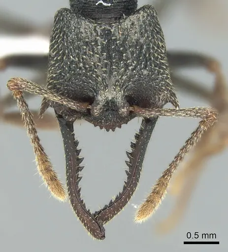 Mystrium eques - CASENT0418314