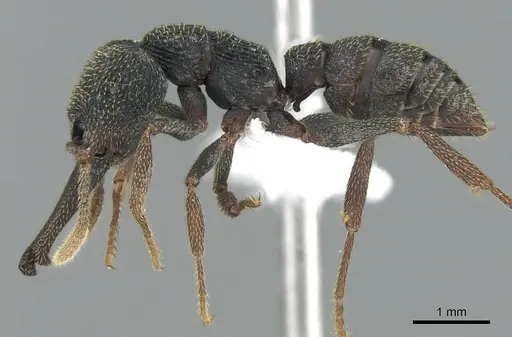 Mystrium eques - CASENT0418314