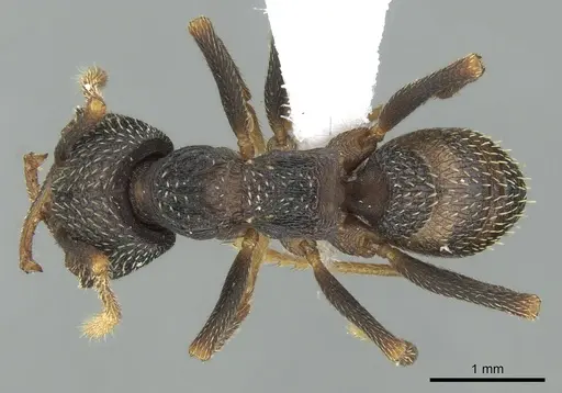 Mystrium eques - CASENT0418315