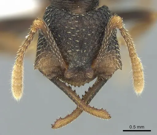 Mystrium eques - CASENT0418315