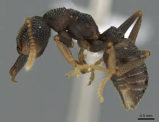 Mystrium eques - CASENT0418315