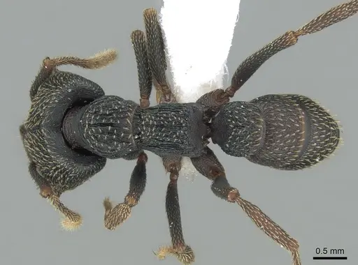 Mystrium eques - CASENT0418316