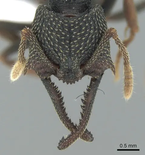 Mystrium eques - CASENT0418316