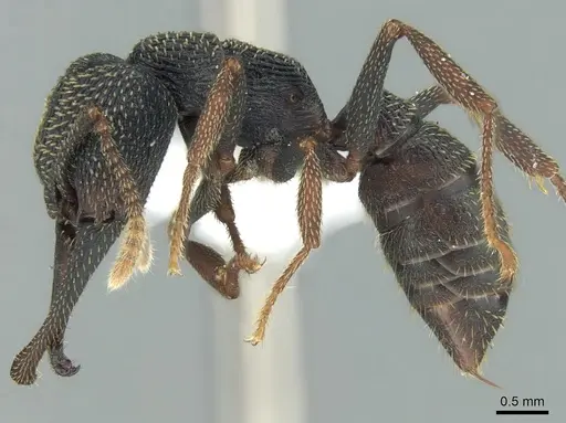 Mystrium eques - CASENT0418316