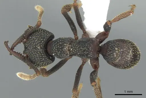 Mystrium eques - CASENT0418317