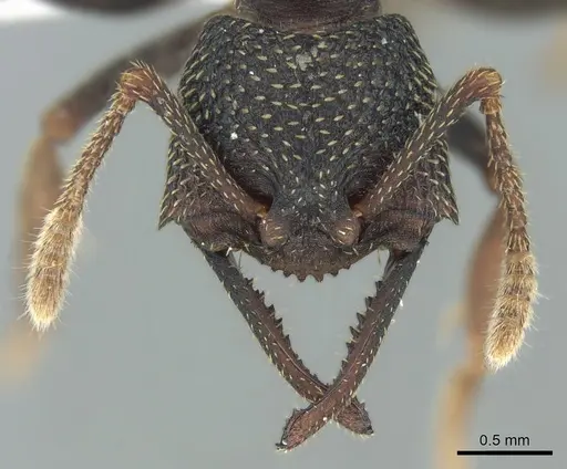 Mystrium eques - CASENT0418317